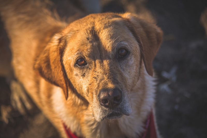 Muddy Dog Banner